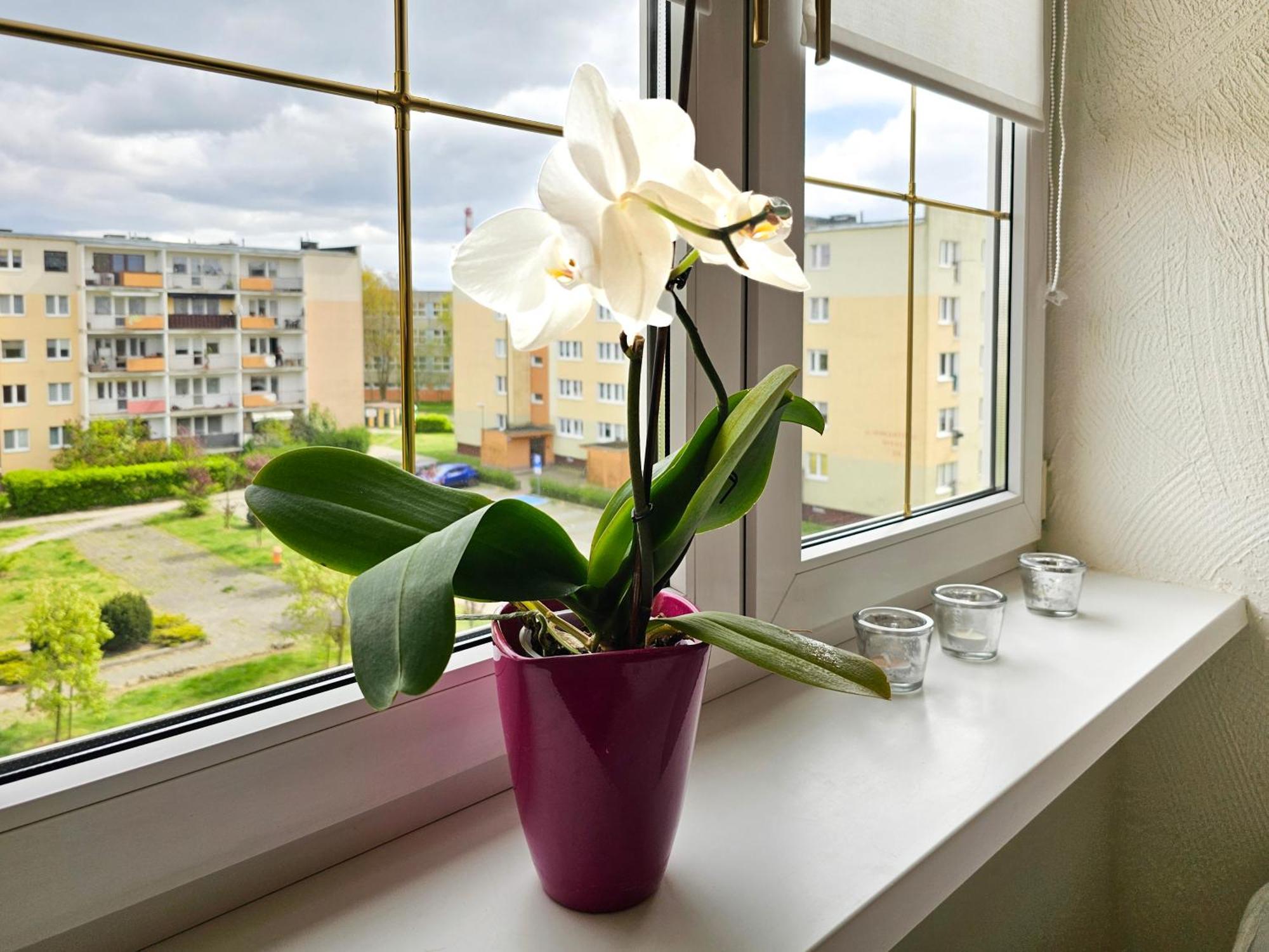 Visit Baltic - Apartament Sunny 슈비노우이스쳬 외부 사진